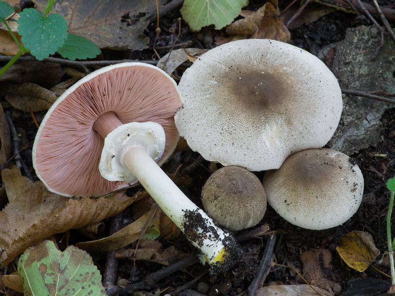 Agaricus phaeolepidotus